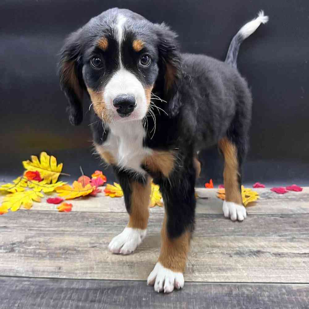 Male Cavalier King Charles Spaniel/Bernese Mountain Dog Puppy for sale