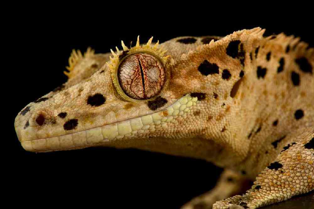 Unknown Gecko Dalmatian Reptile for sale