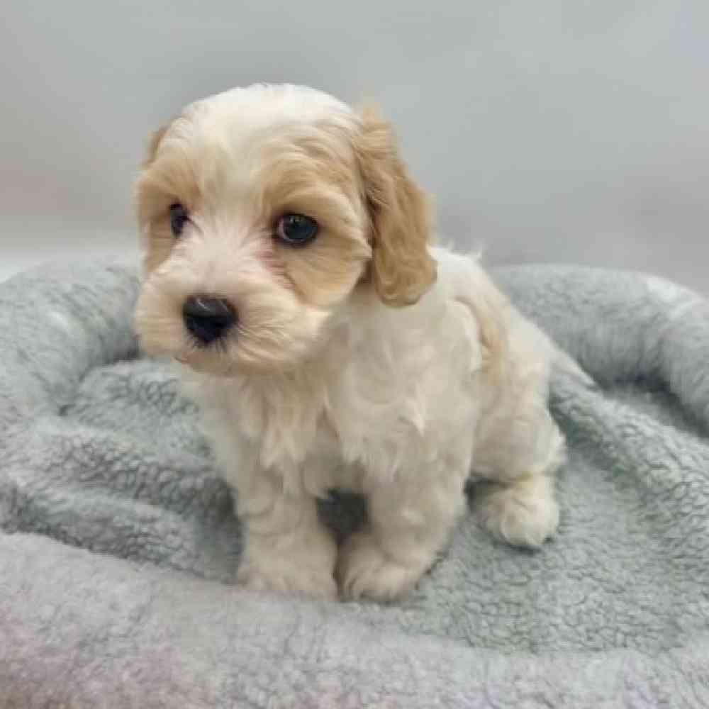 Male Cavachon Puppy for Sale in St. George, UT