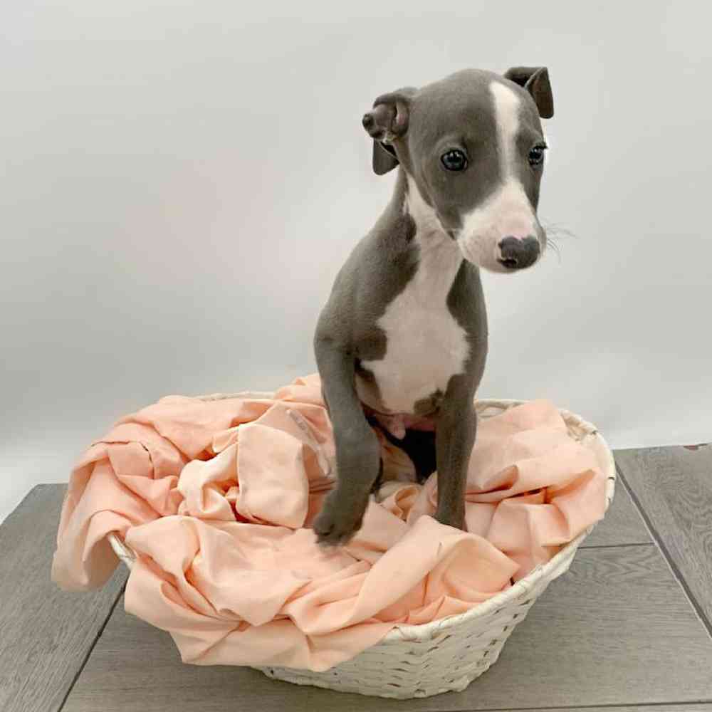 Male Italian Greyhound Puppy for sale