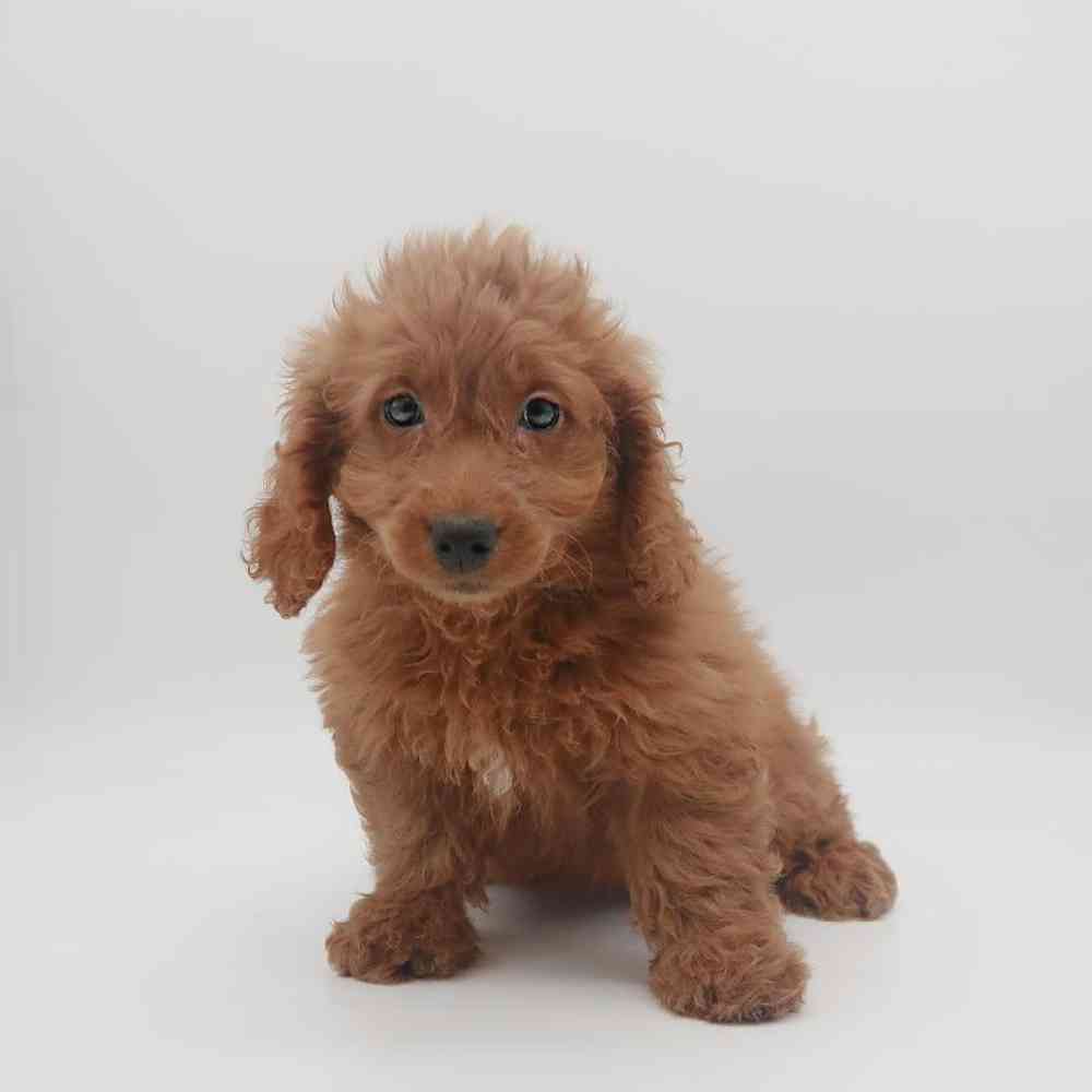 Female Goldendoodle mini Puppy for Sale in Henderson, NV