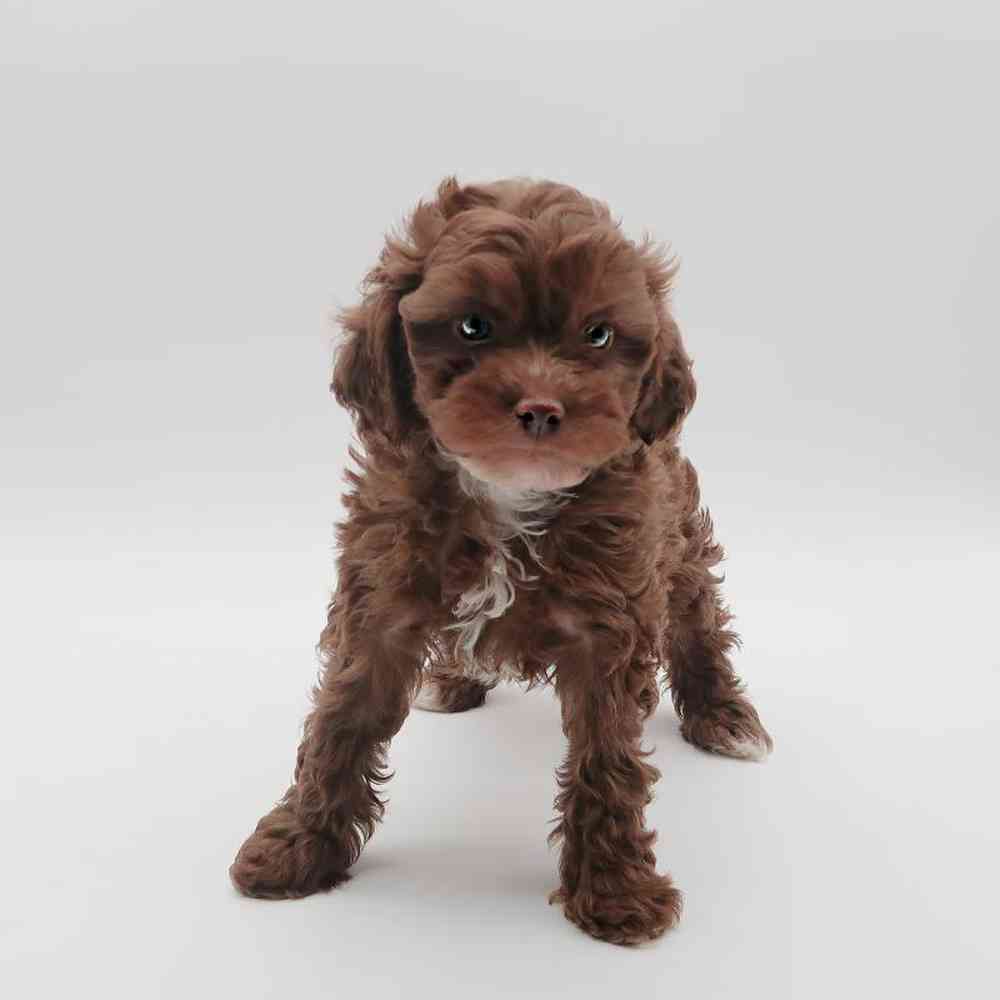 Male Shipoo Puppy for Sale in Henderson, NV