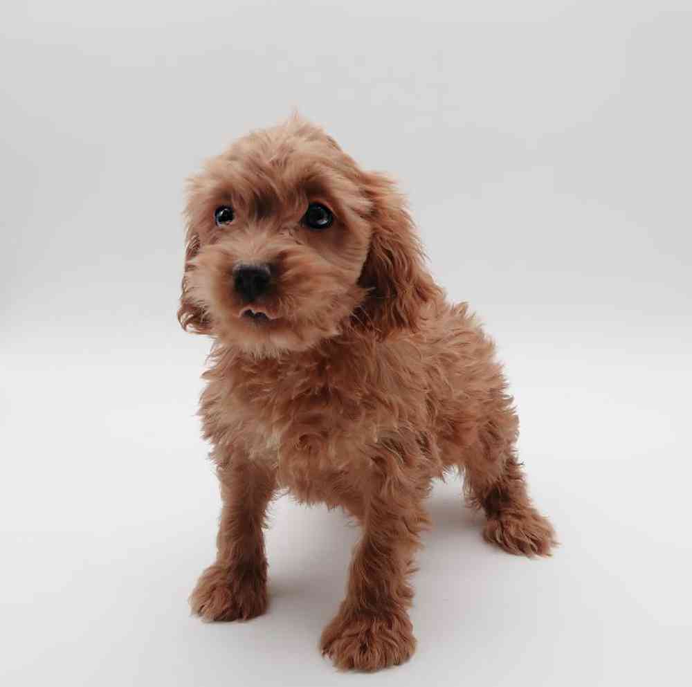 Male Cockapoo Puppy for Sale in Henderson, NV