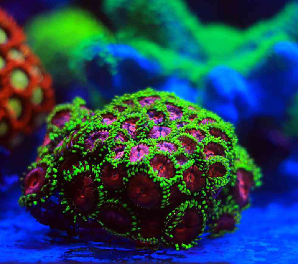 Unknown Zoanthid Dancing Sun Coral for sale