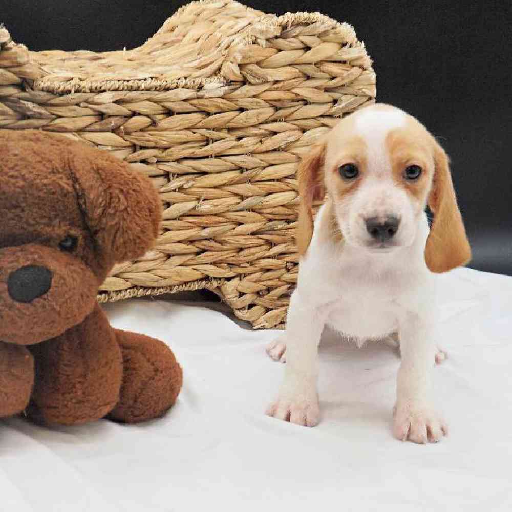 Male Beagle Puppy for Sale in West Jordan, UT