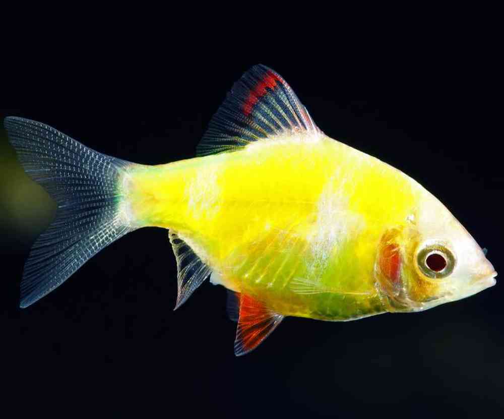 Unknown Glofish Freshwater Fish for sale