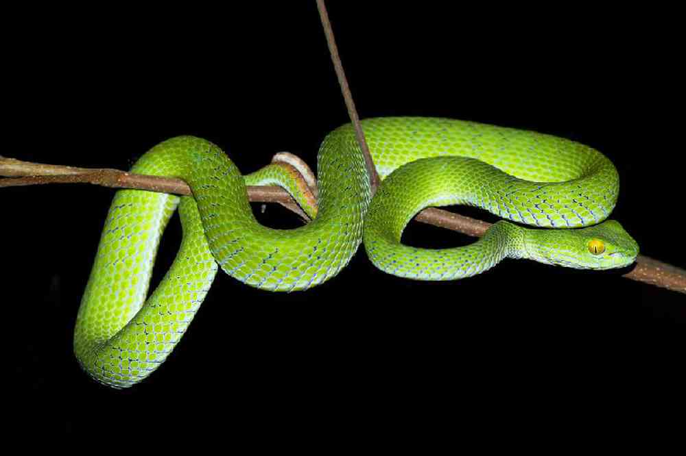 Unknown Snake Rough Green Snake Reptile for sale