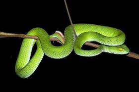 Snake Rough Green Snake