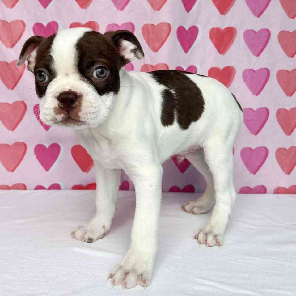 Male Boston Terrier Puppy for Sale in Henderson, NV