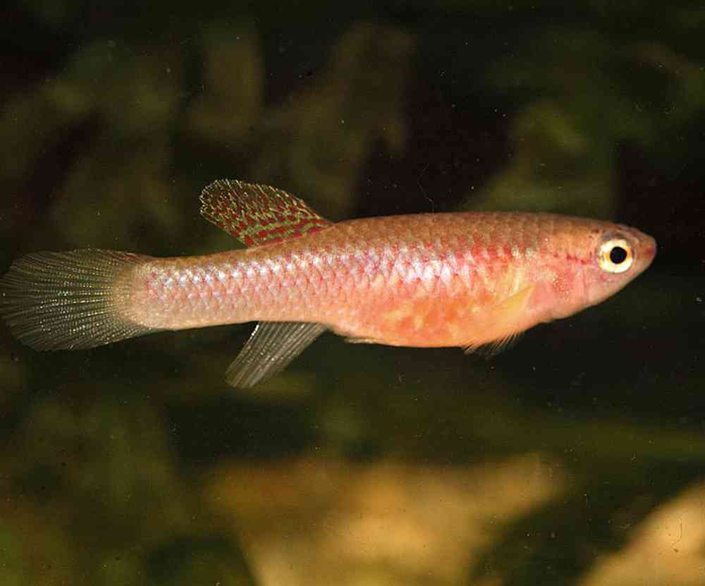 Unknown Kilifish Freshwater Fish for sale