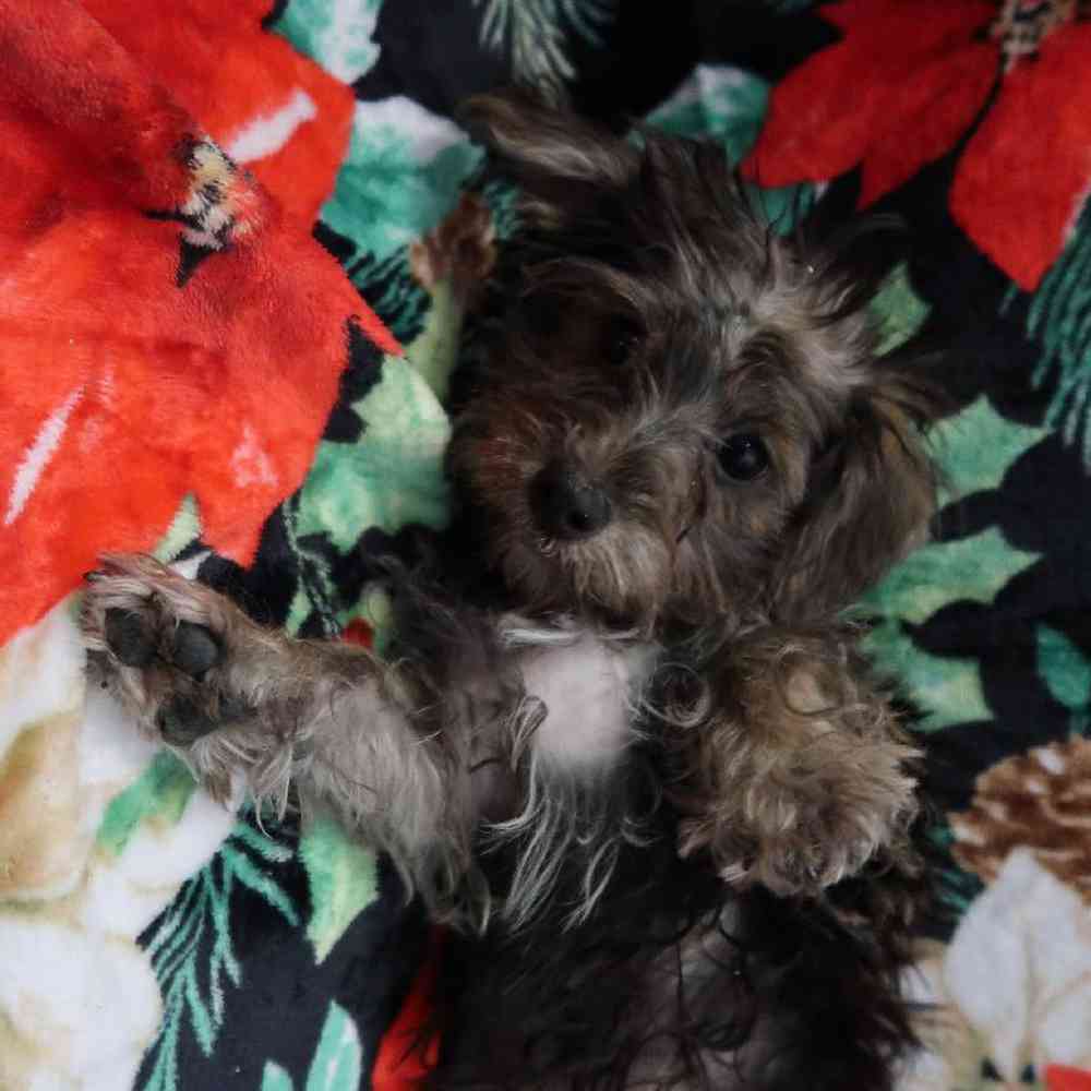 Male Yochon Puppy for Sale in Saratoga Springs, UT