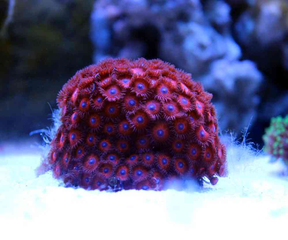Unknown Zoanthid Purple Volcano Coral for sale