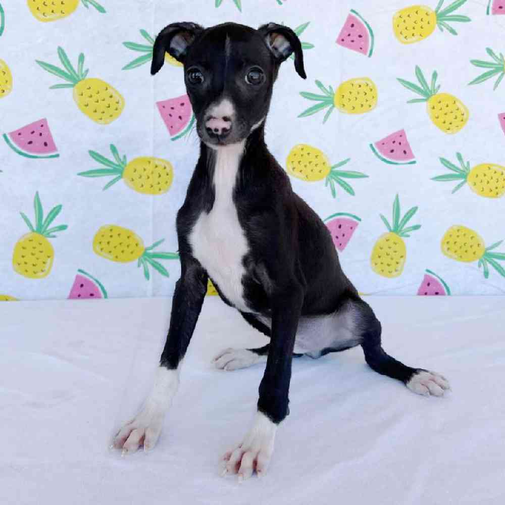 Male Italian Greyhound Puppy for Sale in Henderson, NV