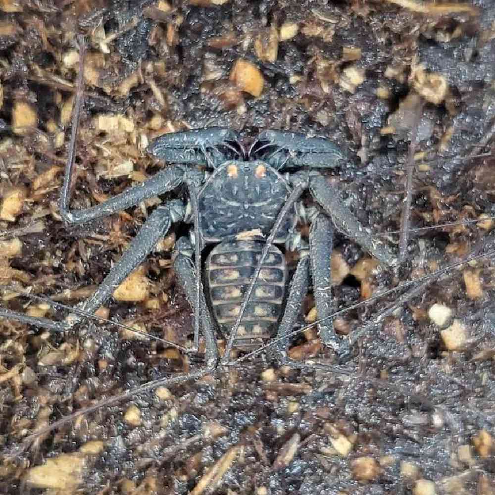 Unknown Tailess Whip Scorpion Arachnid for sale