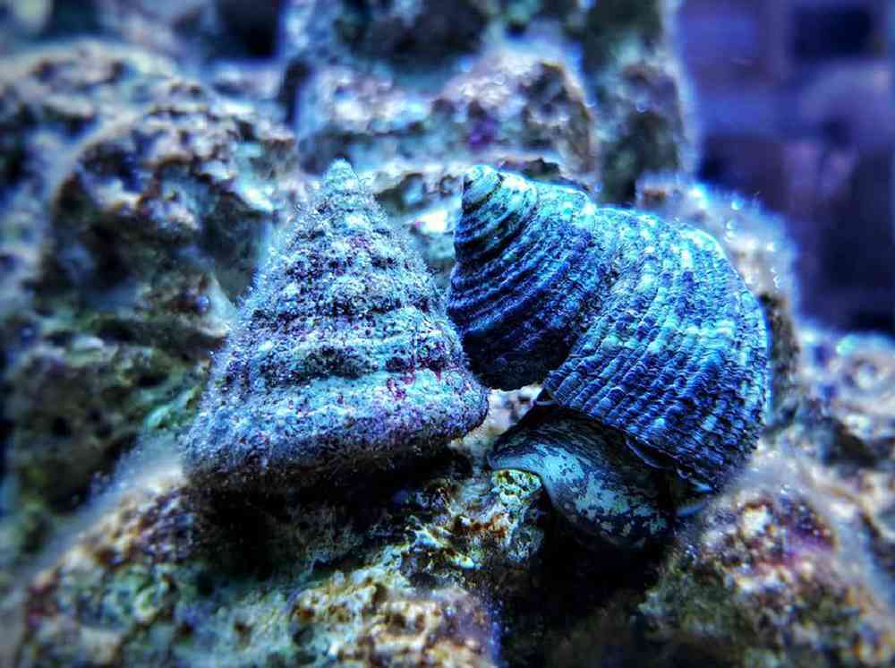 Unknown Snail Astaea Turbo Saltwater Invert for sale