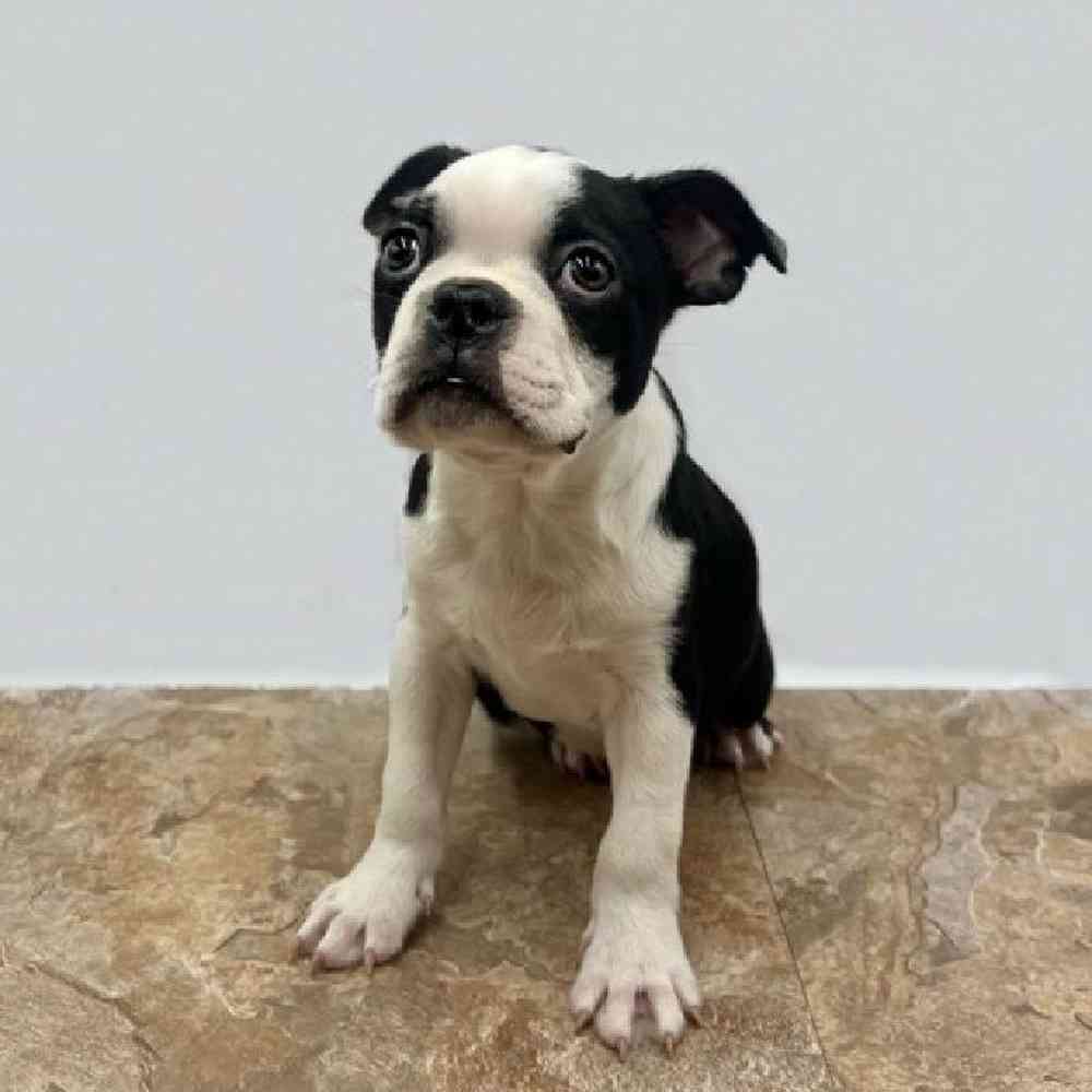 Male Boston Terrier Puppy for Sale in St. George, UT