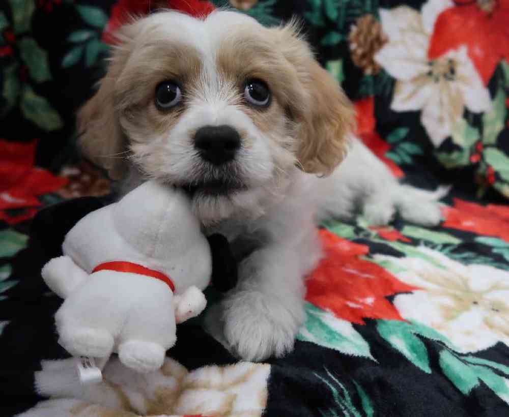 Male Cavachon Puppy for Sale in Saratoga Springs, UT
