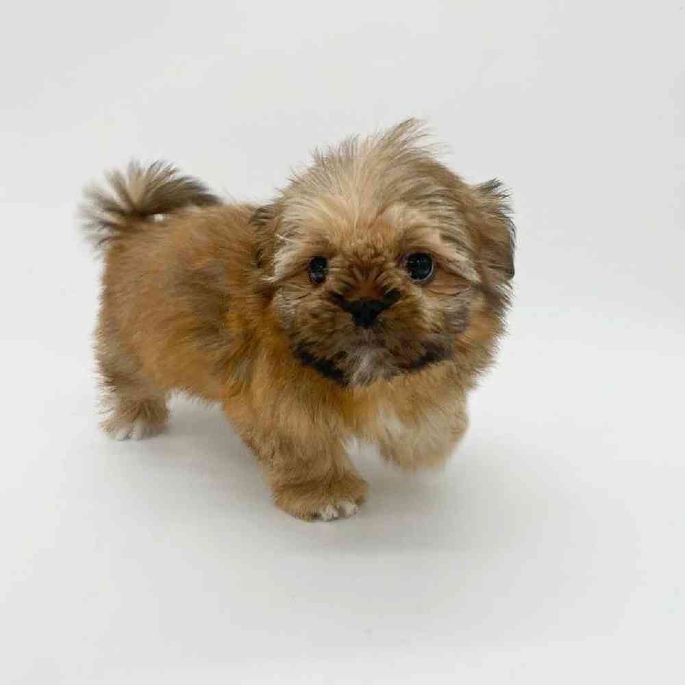 Female Shih Tzu Puppy for Sale in Las Vegas, NV