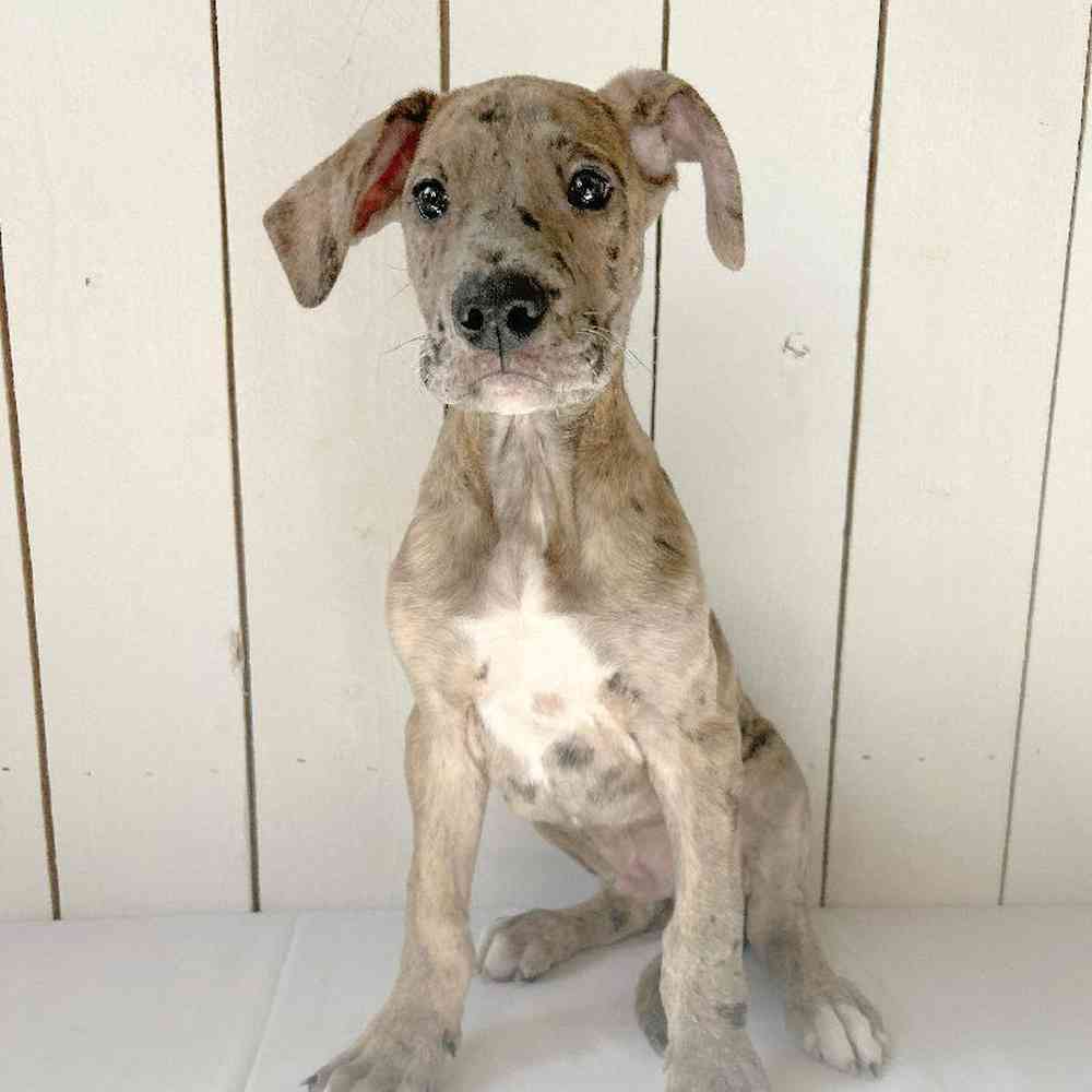 Male Great Dane Puppy for Sale in Las Vegas, NV