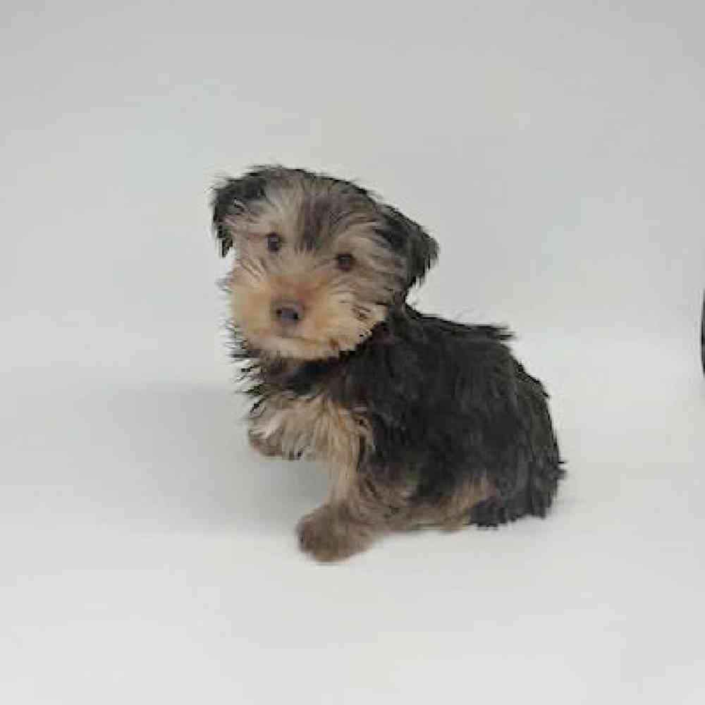 Male Yorkie Puppy for Sale in Las Vegas, NV