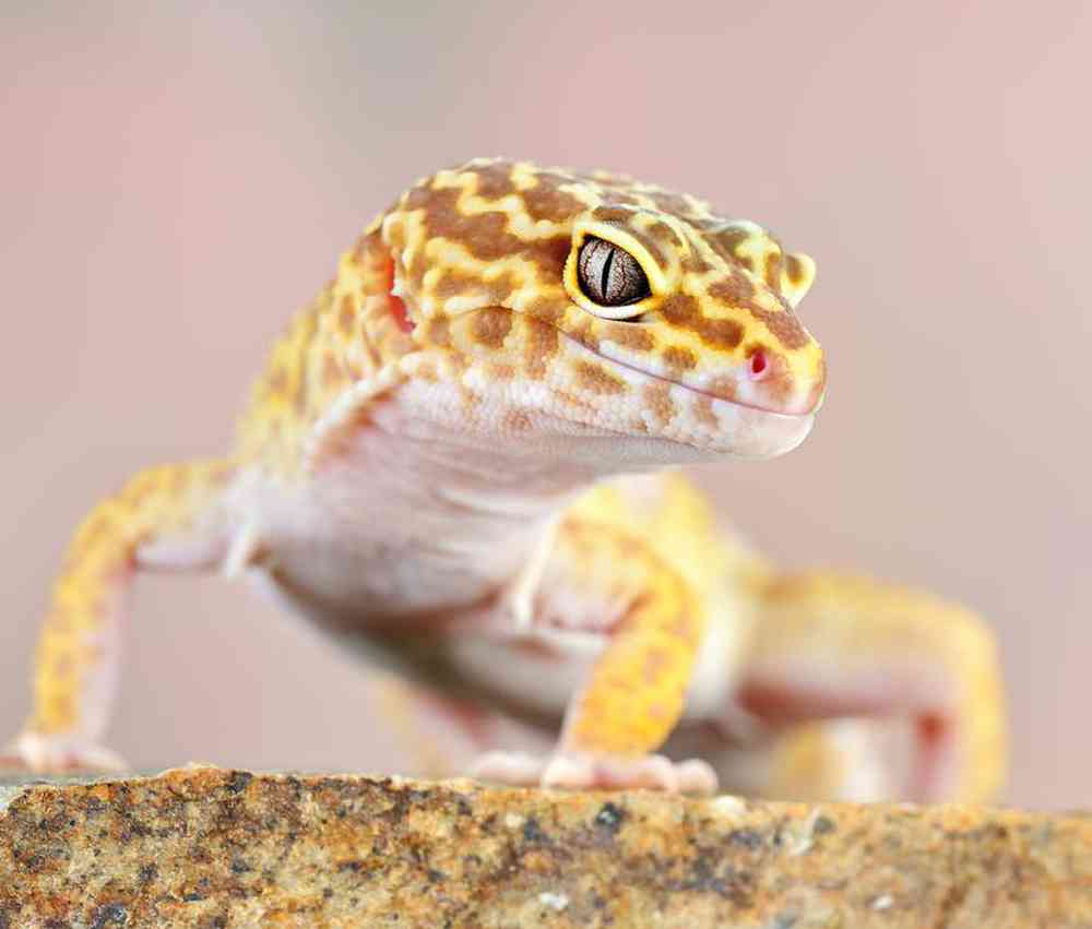 Unknown Gecko Tremper Albino Leopard Reptile for sale