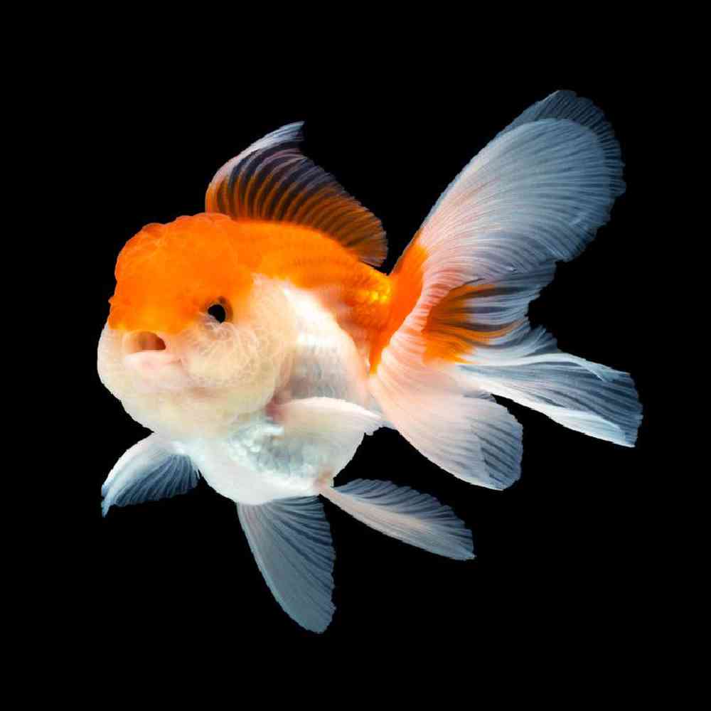 Unknown Goldfish Fancy Freshwater Fish for sale