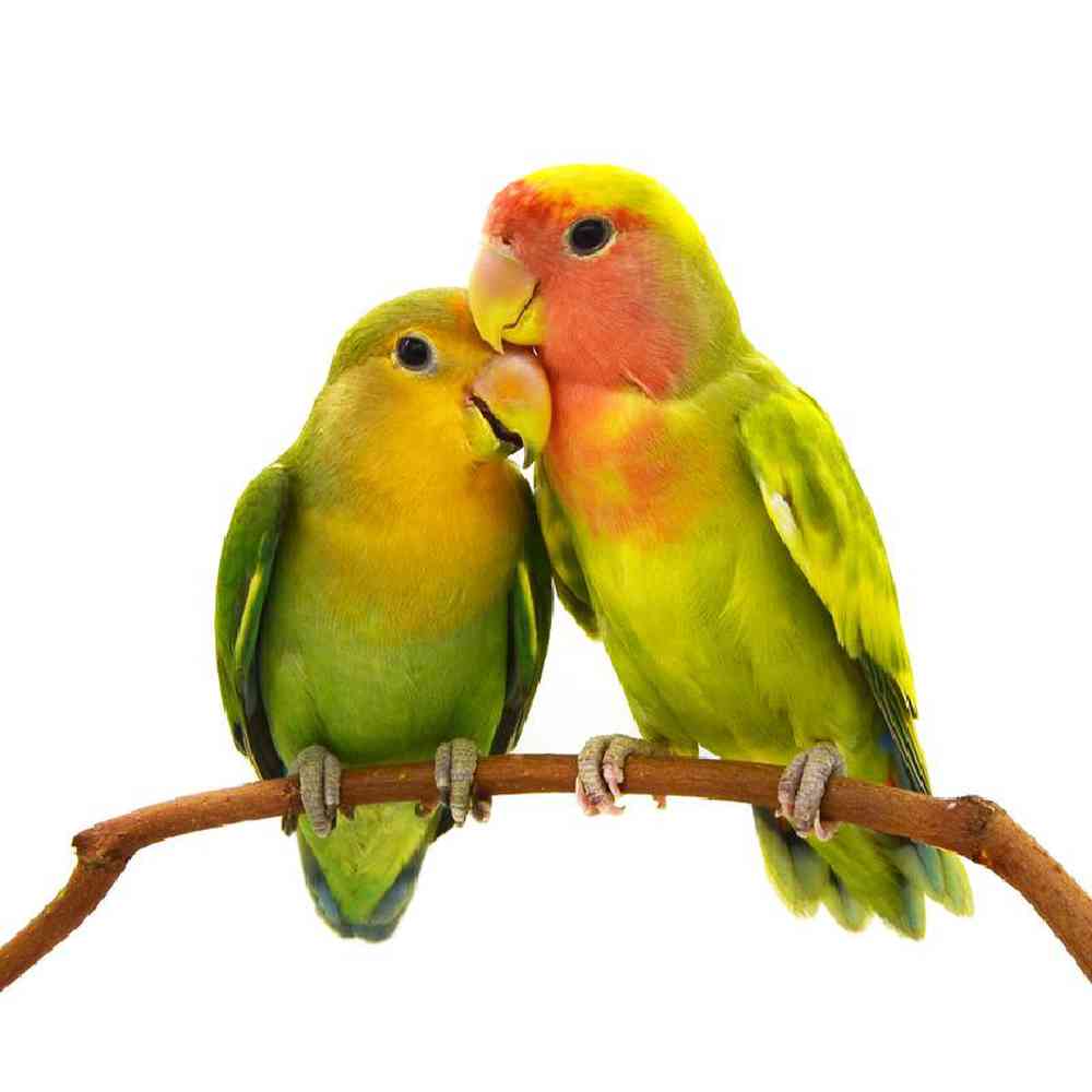 Unknown Parrot Love Bird Bird for sale
