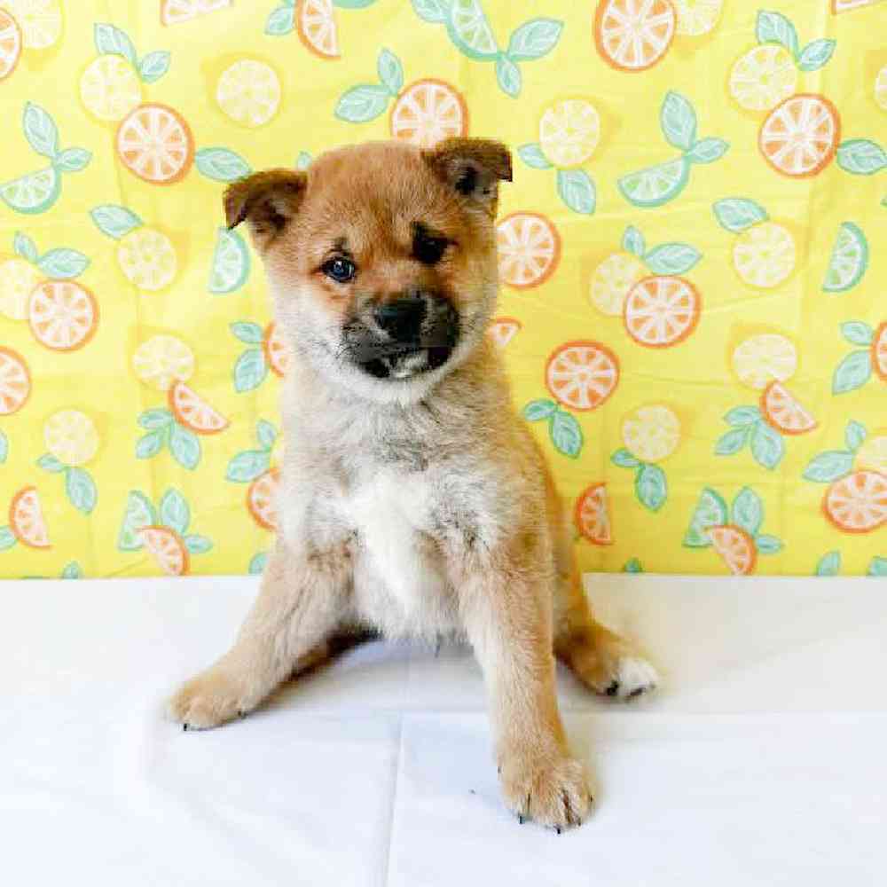 Male Shiba Inu Puppy for Sale in Las Vegas, NV