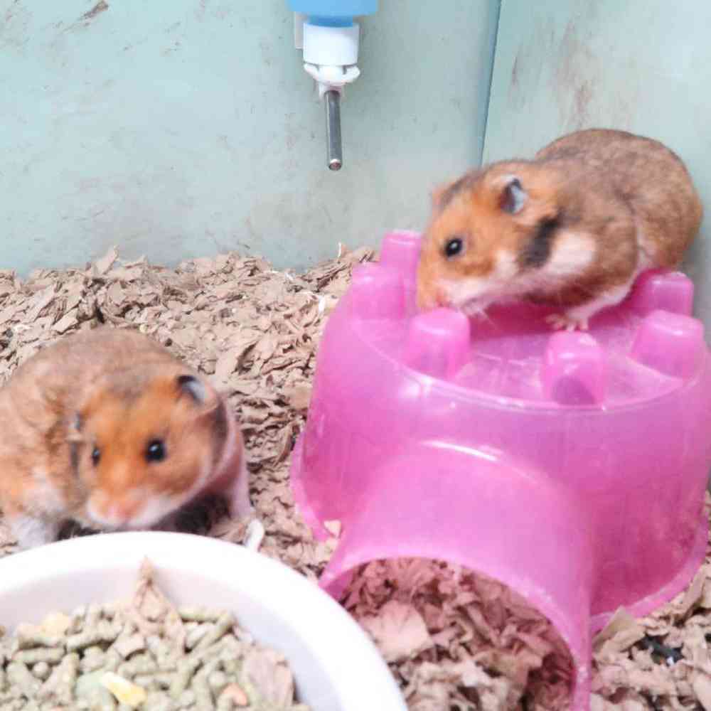 Unknown Teddy Bear Hamster Small Animal for sale