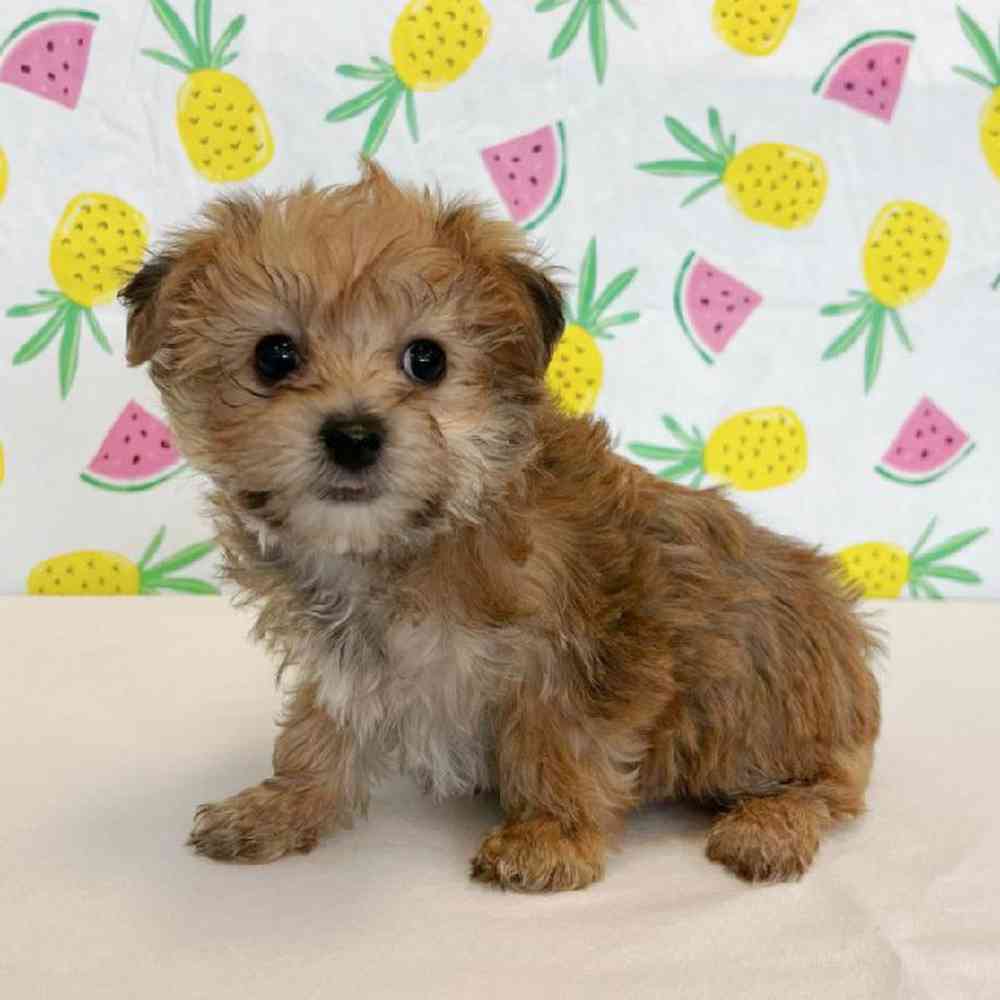 Female Yochon Puppy for Sale in Henderson, NV