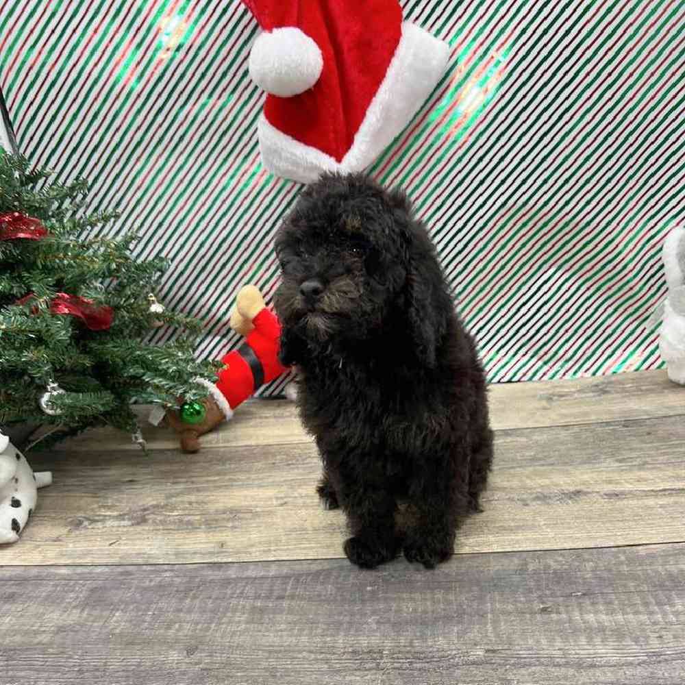 Male Poodle Mini Puppy for Sale in Vineyard, UT