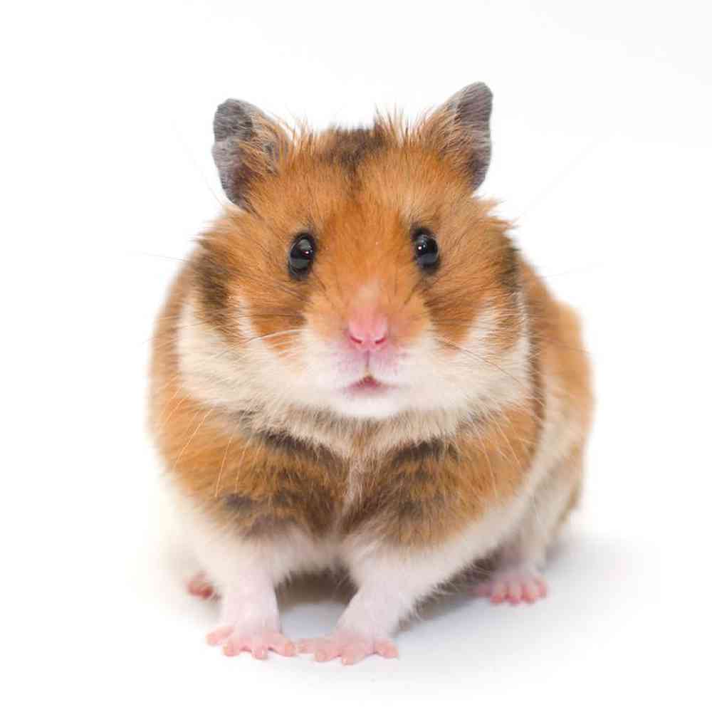Unknown Hamster Syrian Small Animal for sale