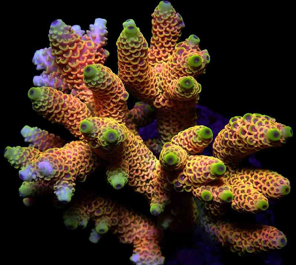 Unknown Acropora Orange Sherbert Coral for sale