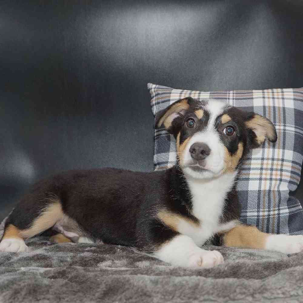 Male Mini Auggie Puppy for sale