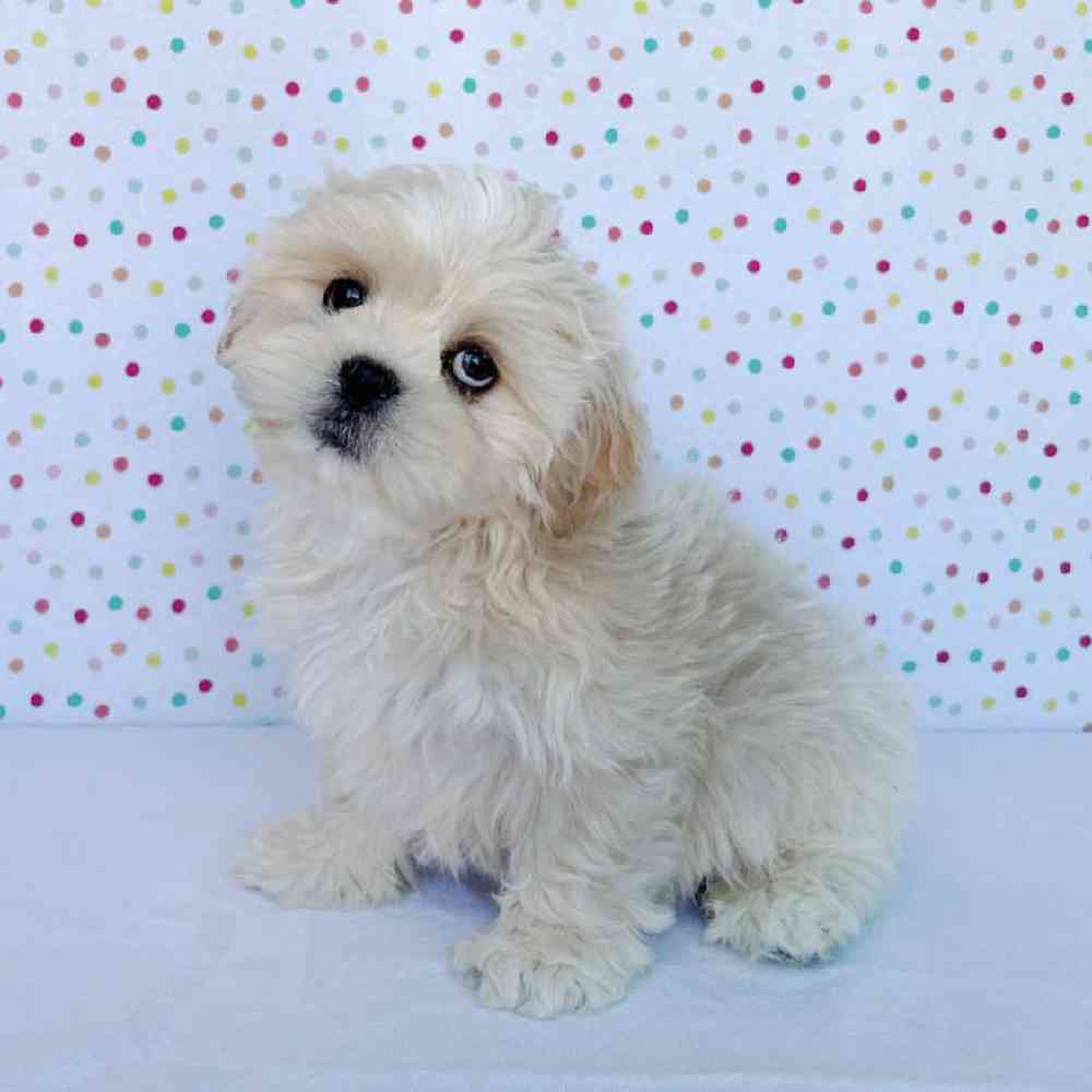 Male Lhasa Apso Puppy for Sale in Henderson, NV