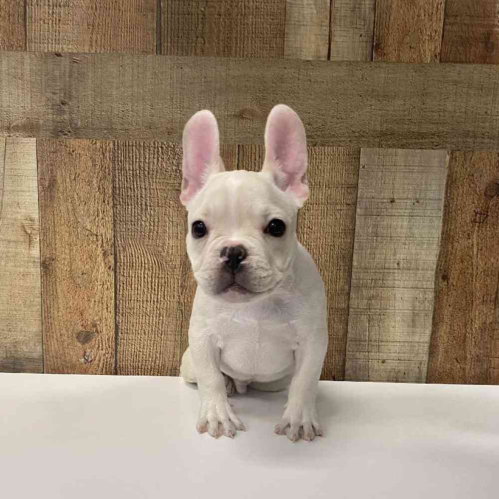 Male French Bulldog Puppy for Sale in Henderson, NV
