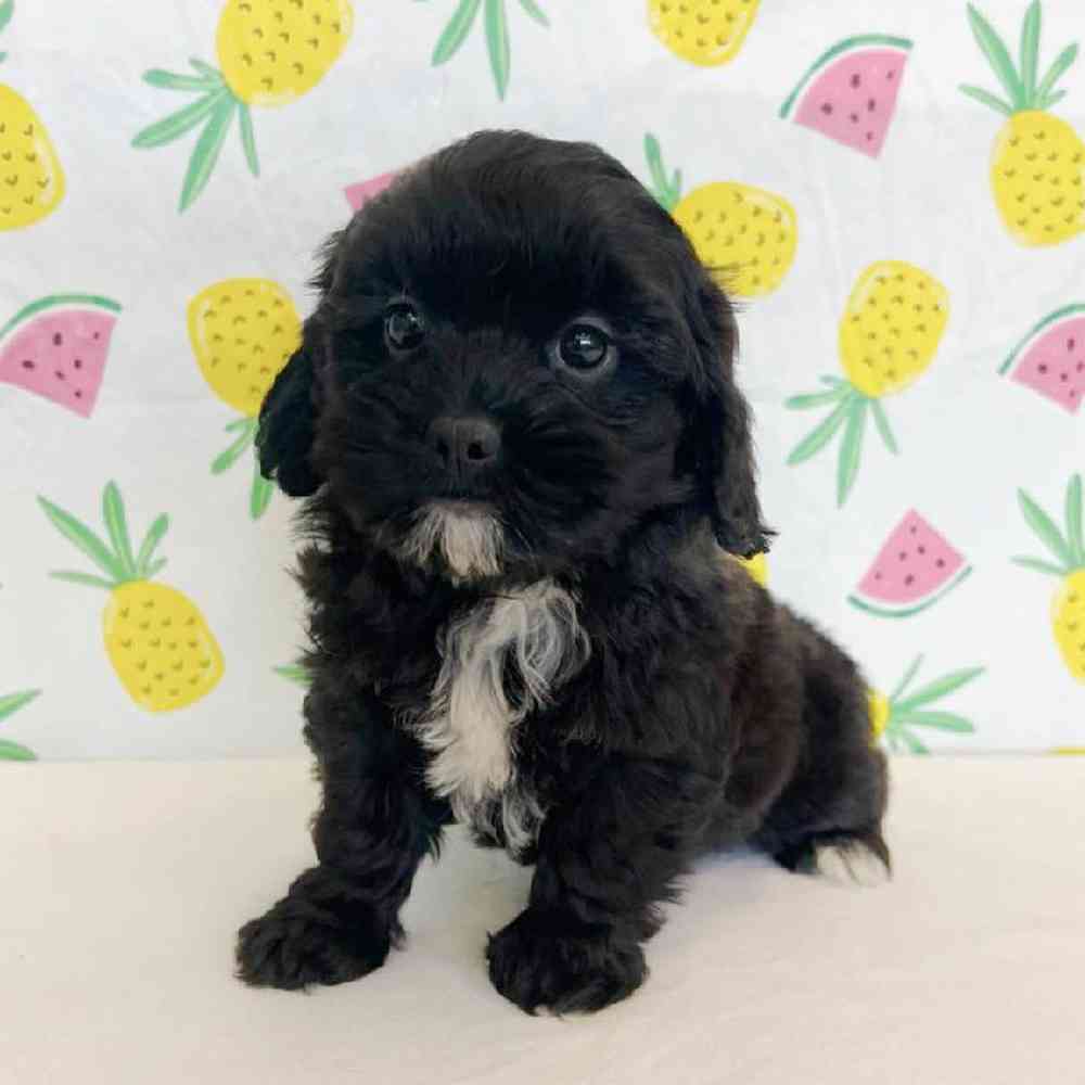 Female Shipoo Puppy for Sale in Henderson, NV