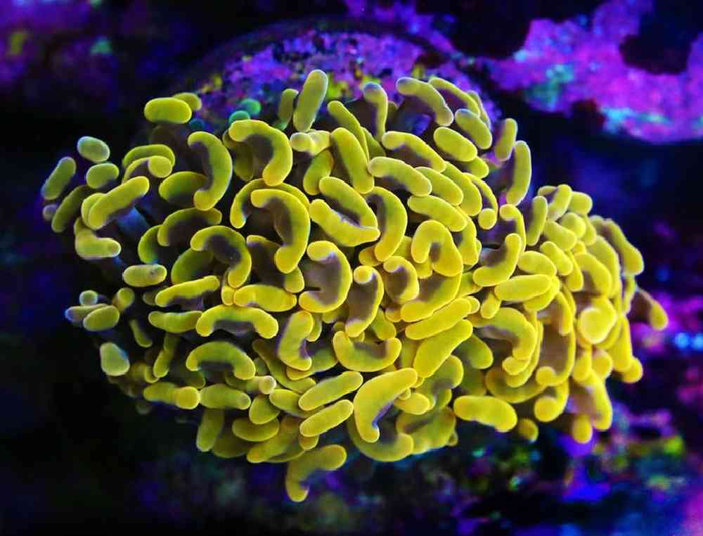 Unknown LPS Coral Hammer Time Coral for sale