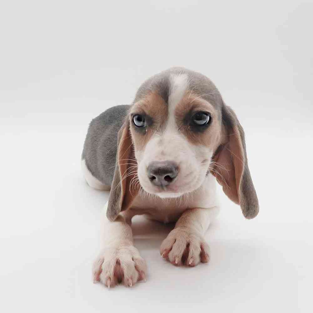 Female Beagle Puppy for Sale in St. George, UT