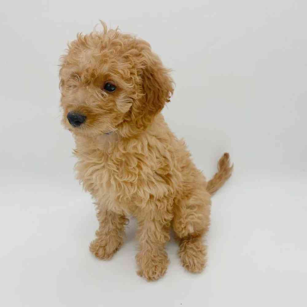 Female Goldendoodle mini Puppy for Sale in Las Vegas, NV