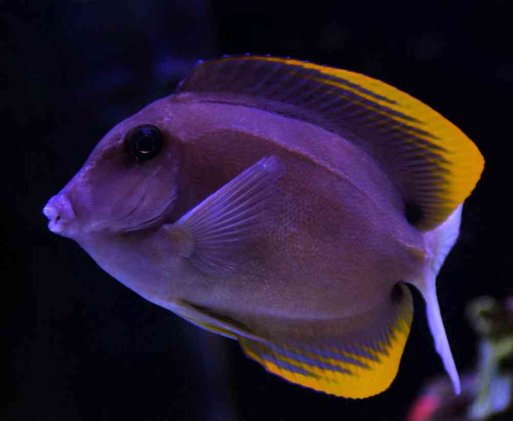 Unknown Tangs Flame Fin Saltwater Fish for sale