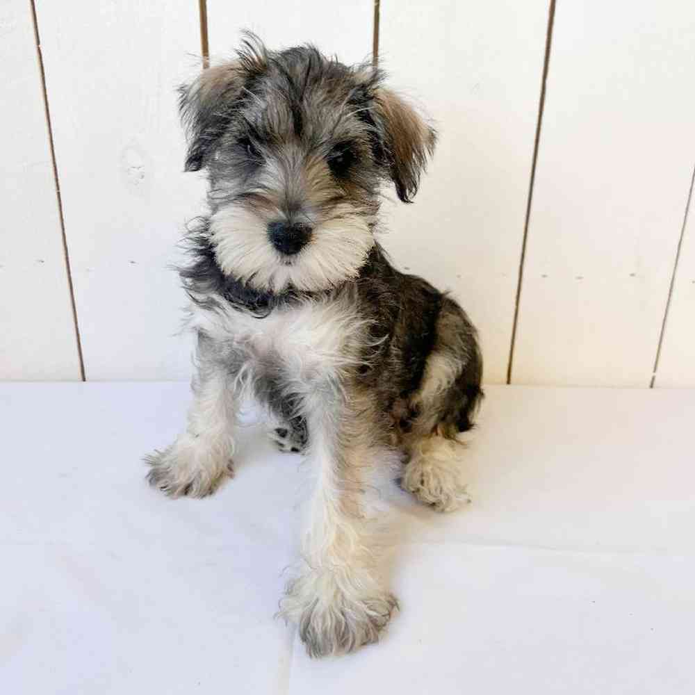 Male Mini Schnauzer Puppy for Sale in Las Vegas, NV