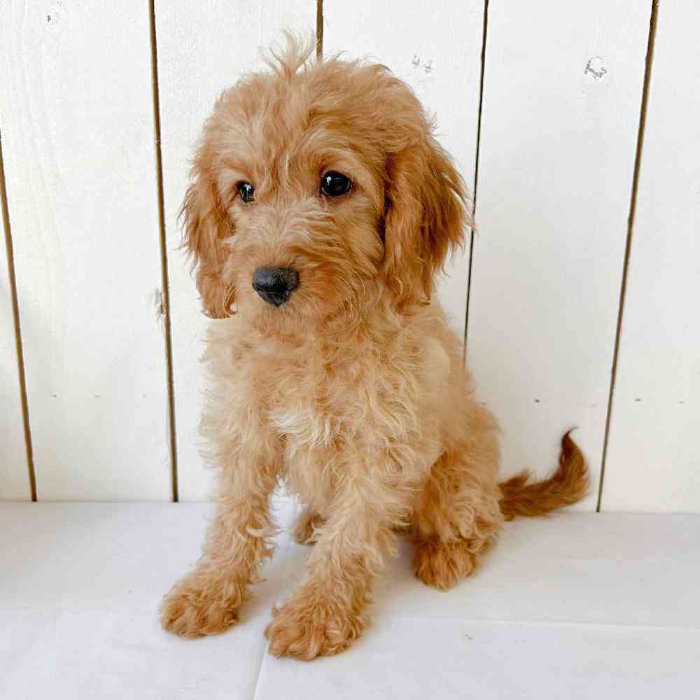 Male Goldendoodle Puppy for Sale in Las Vegas, NV
