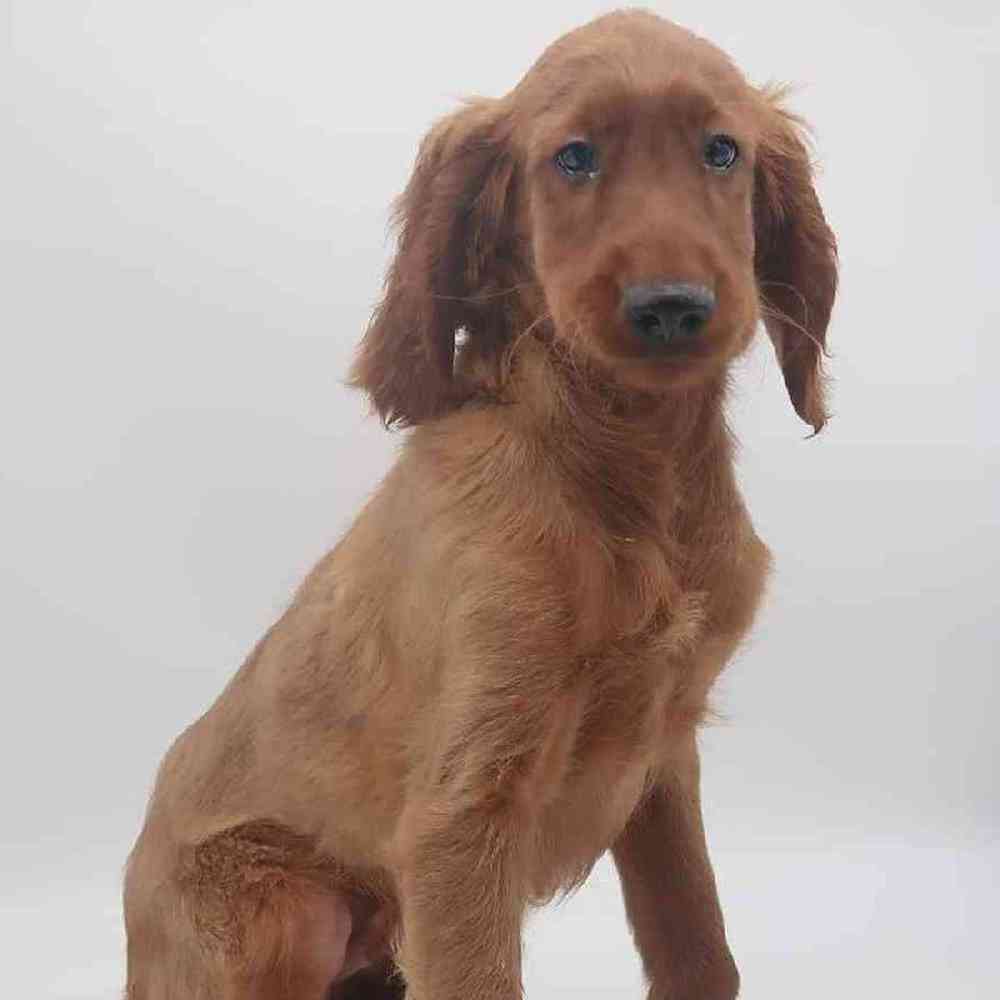 Male Irish Setter Puppy for Sale in Henderson, NV