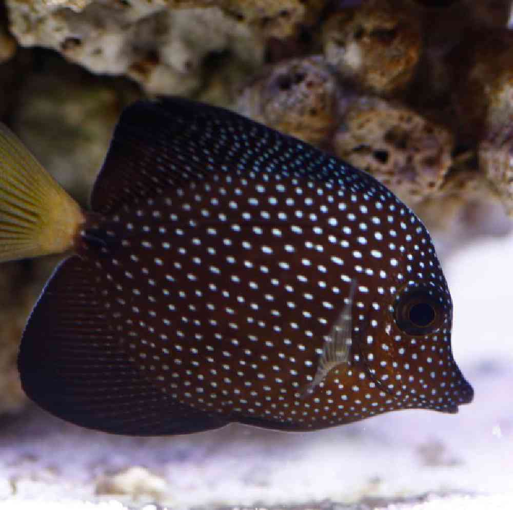 Unknown Tangs Gem Saltwater Fish for sale