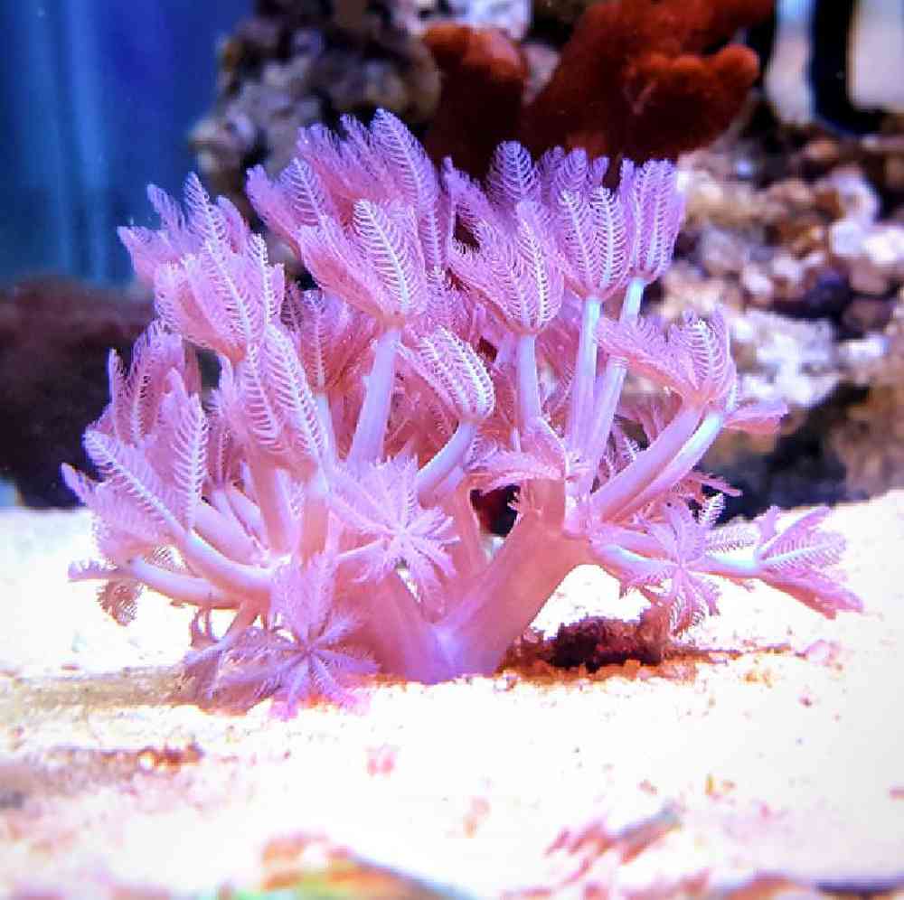 Unknown Soft Coral Pulsing Xenia Coral for sale