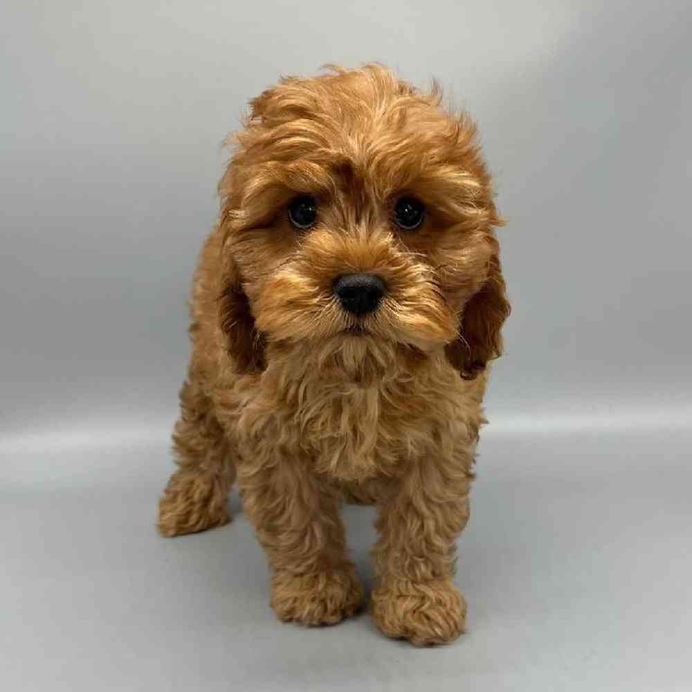 Male Cavapoo Puppy for Sale in Las Vegas, NV