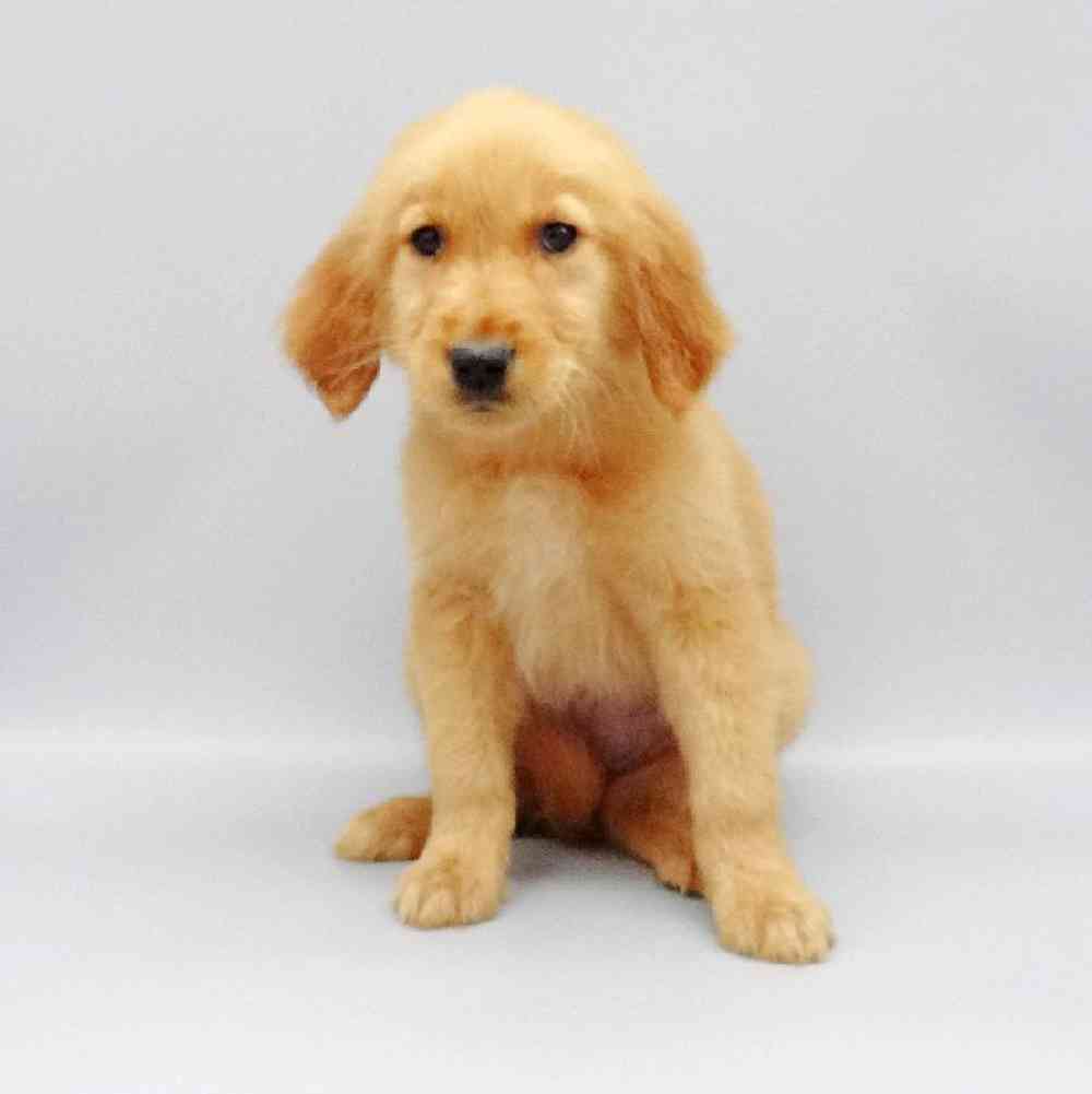 Female Golden Retriever Puppy for Sale in Las Vegas, NV
