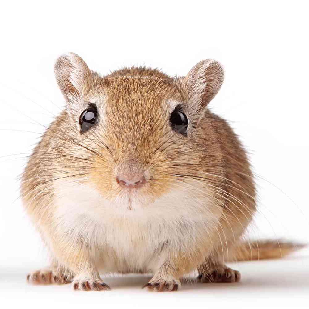 Unknown Gerbil Small Animal for sale