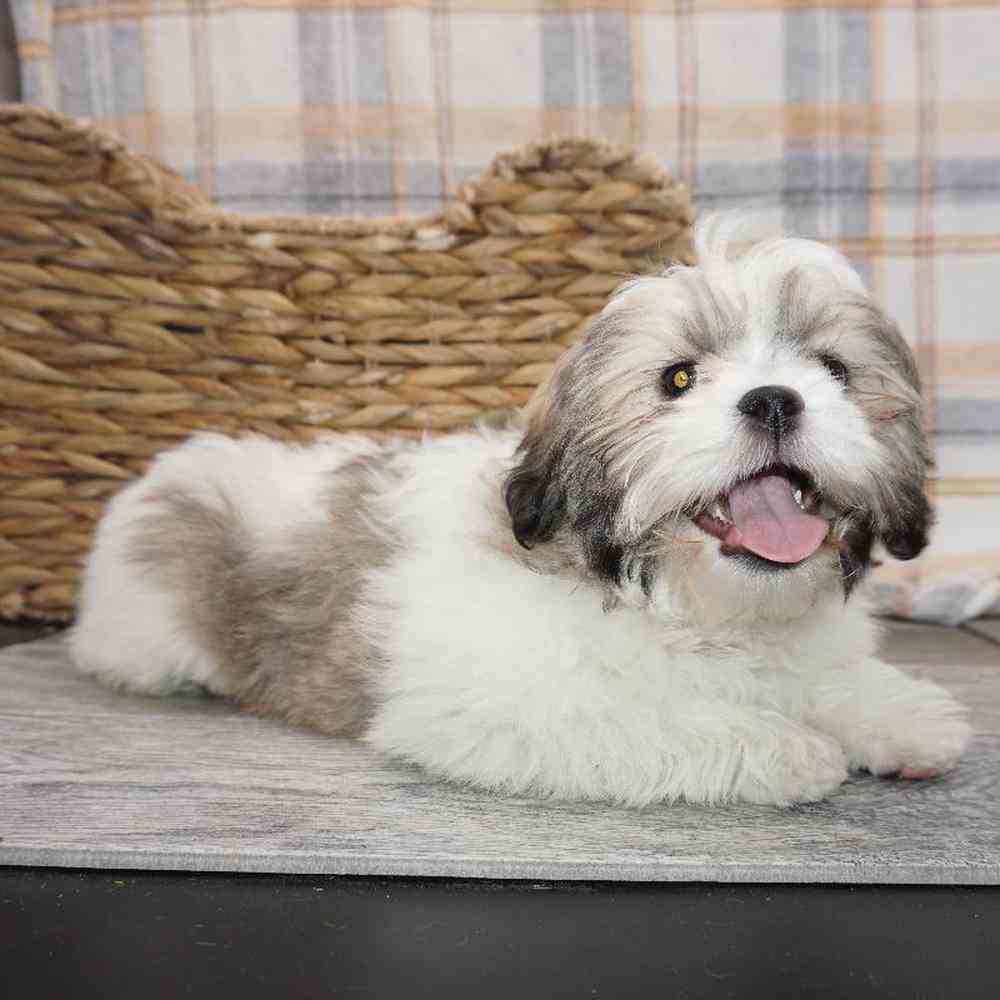 Female Lhasa Apso Puppy for Sale in Vineyard, UT